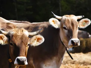 Ветераны СВО могут получить грант «Агромотиватор» на развитие собственного агробизнеса